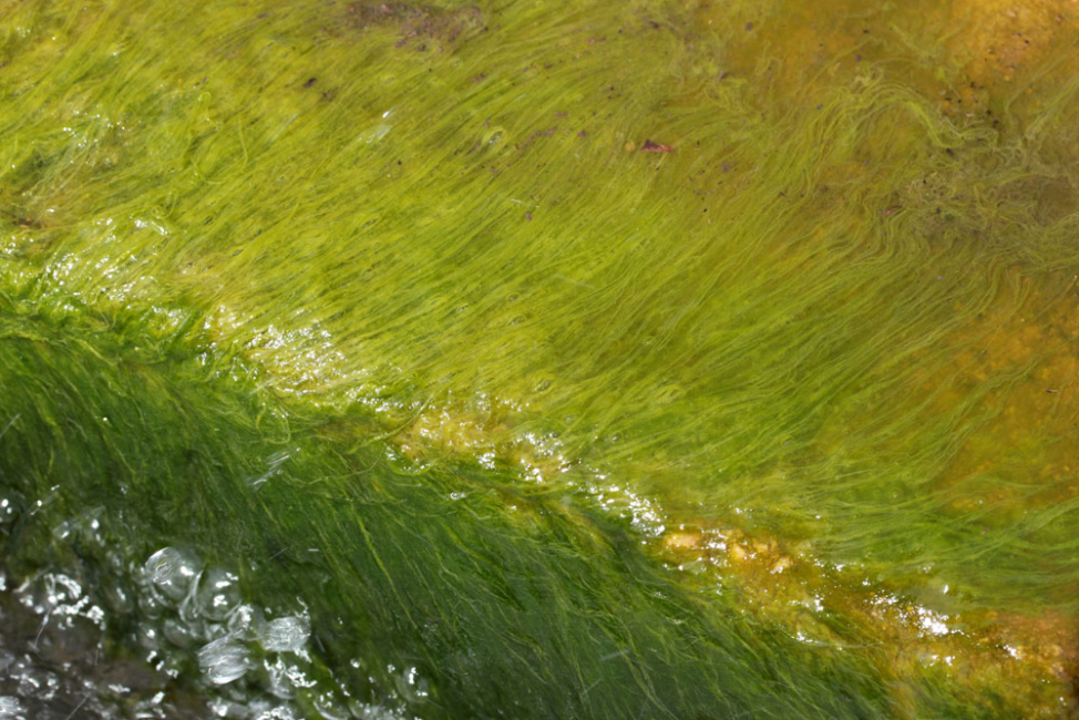 Algae growing in stagnant water