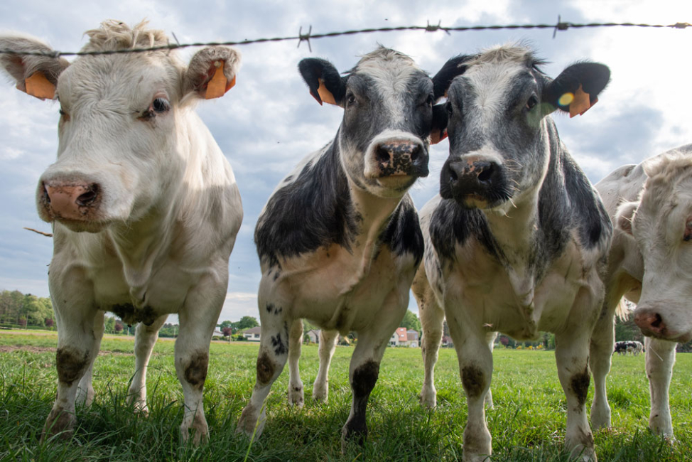 Cows grazing near housing development.