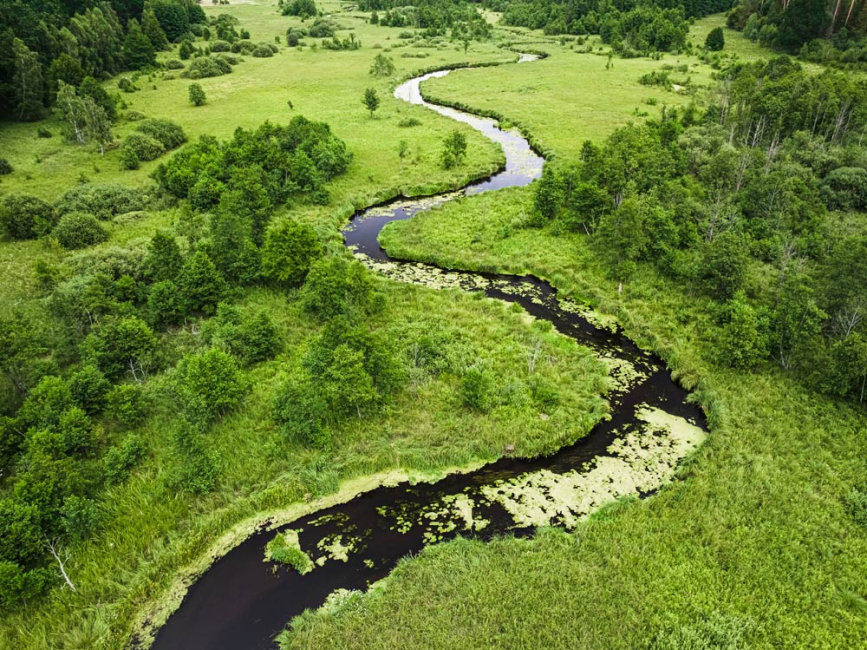 Aerial view of a meandering stream with tall grasses and trees on its banks.