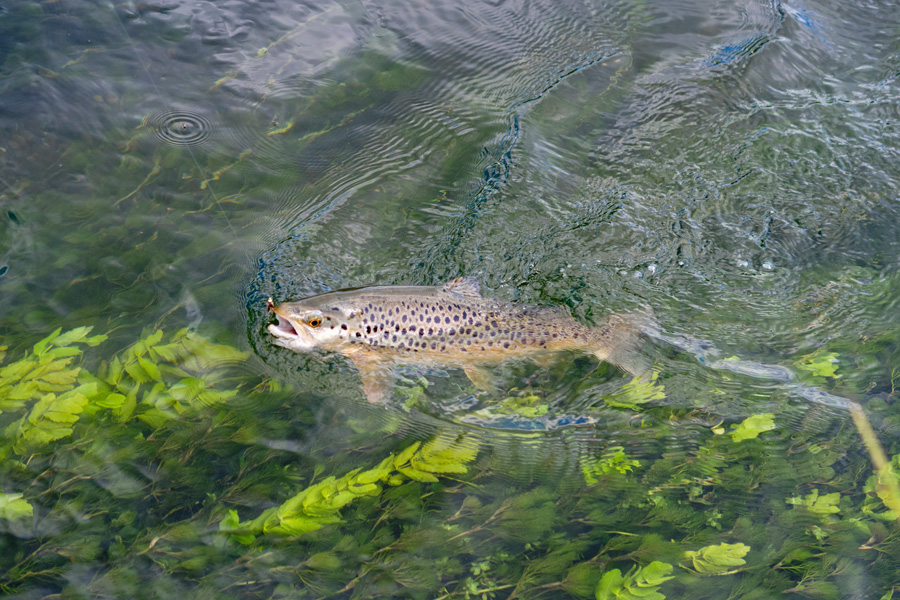 Closeup photo of brown trout in river.