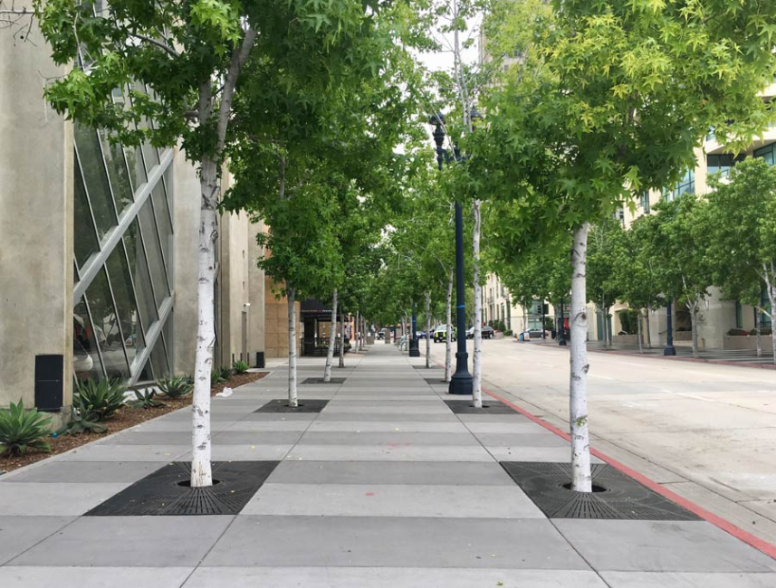 A city street with tree pits and stormwater grates.
