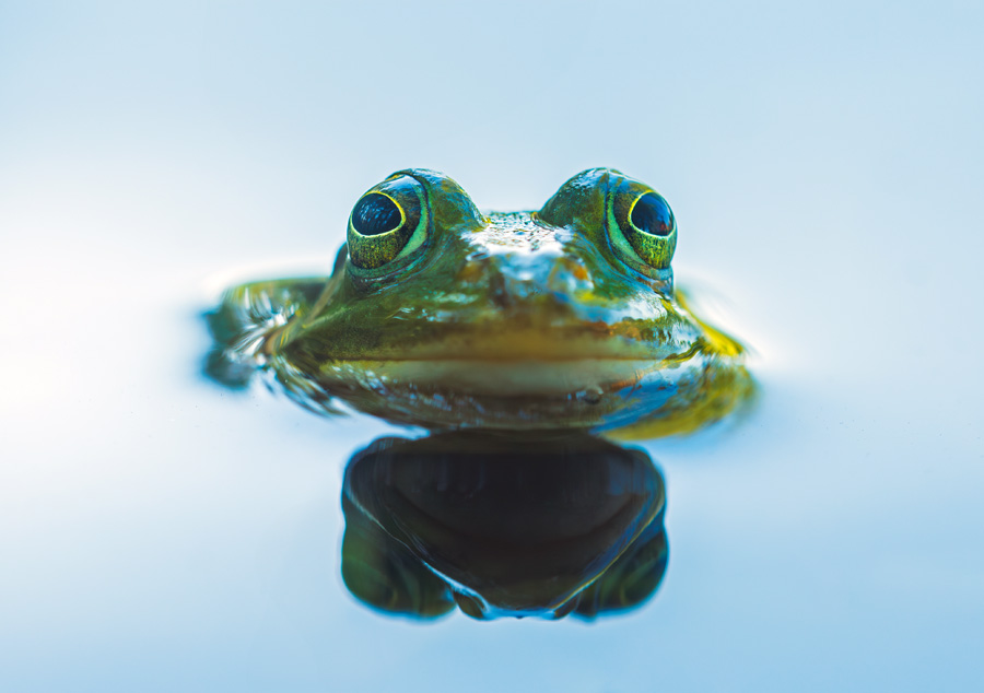 Closeup of a frog peeking out of the water.
