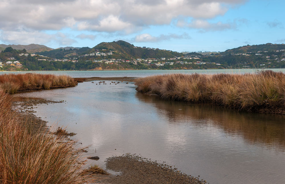 An estuary scene in New Zealand.