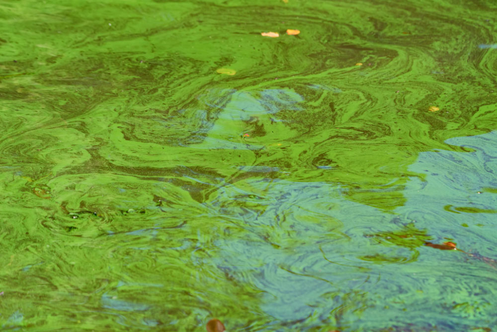 Pond surface covered with cyanobacteria.