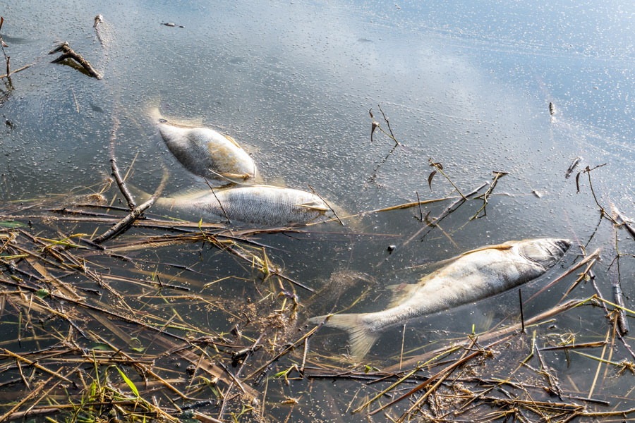 Dead fish floating on surface of lake.