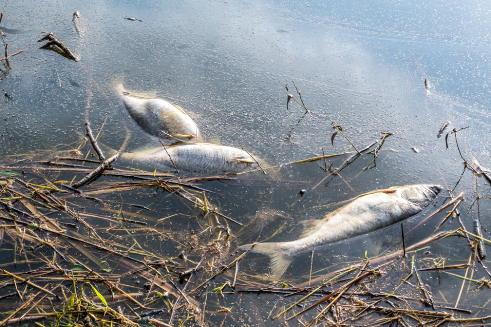 Several dead fish floating in dirty, polluted lake.