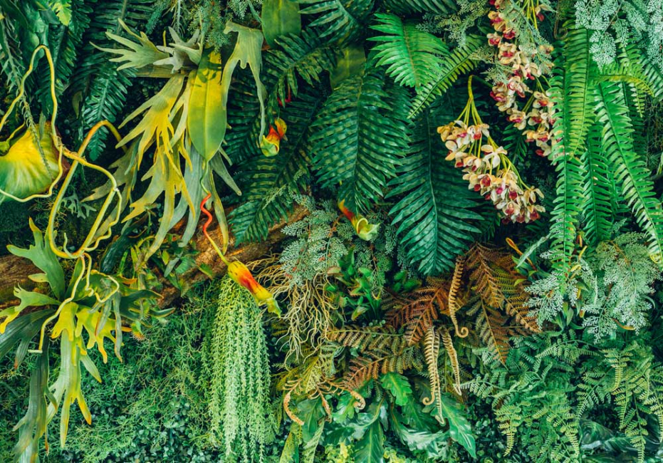 A clustered grouping of diverse green plants.