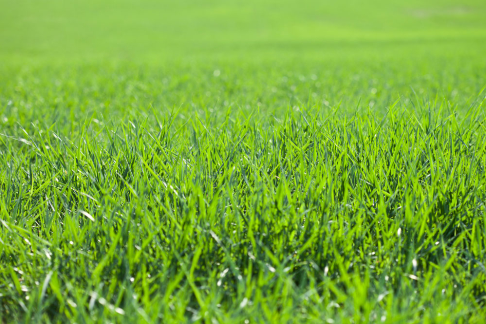 Field of new green grass.