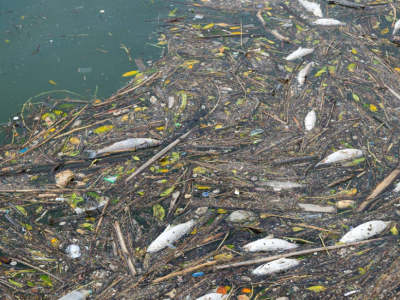 How Stormwater Runoff Causes Fish Kills: Mechanisms, Pollutants, and Environmental Impacts