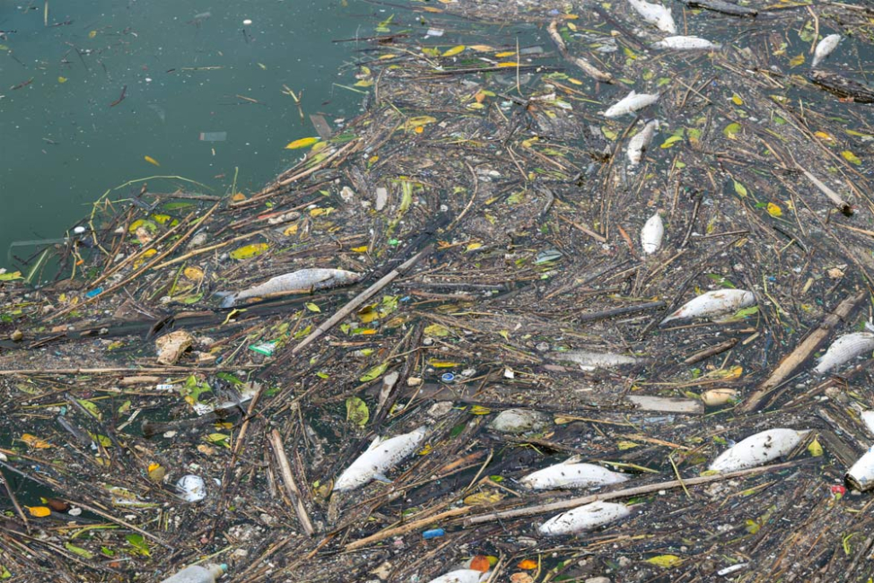 Many dead fish in lake surrounded by floating debris.