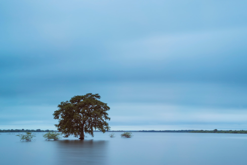 A completely flooded floodplain with a tree in center.