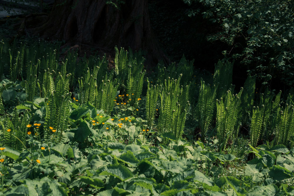 A variety of wild flowers and plants near the forest.