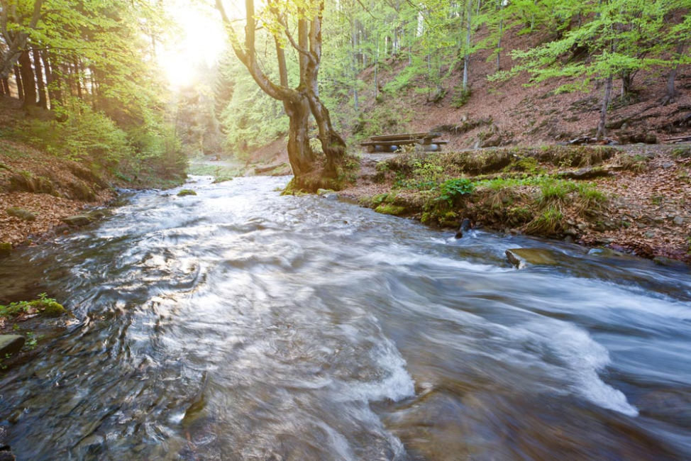 A flowing river in the forest.