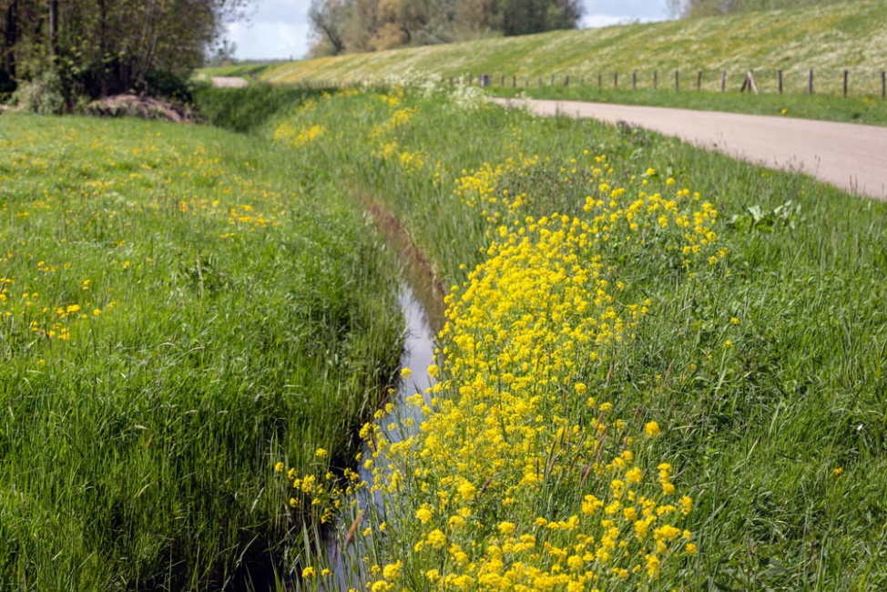 A ditch lined with grass and native plants next to a paved road.