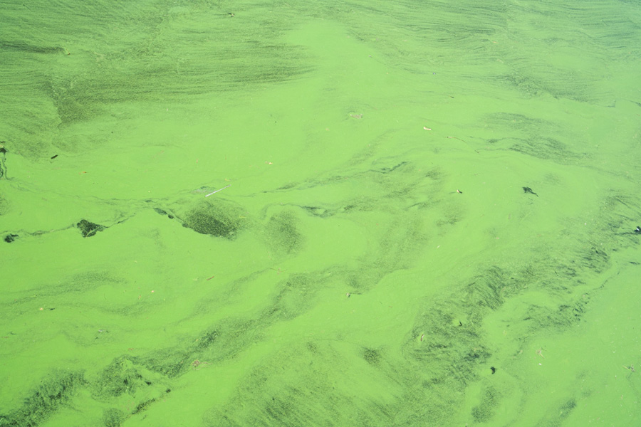 A large green algal bloom seen on water surface