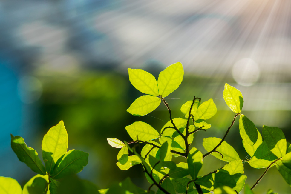 Green plants enjoying the sunlight.