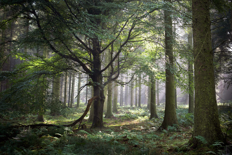 A lush, dense forest of mature trees, ferns, and other varied vegetation.