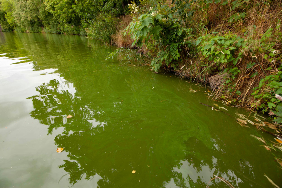 A pond covered in cynobacteria.