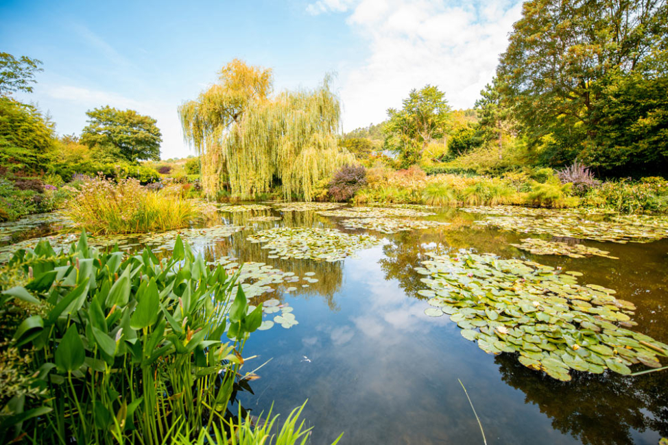 A pond on a sunny day with varied vegetation.