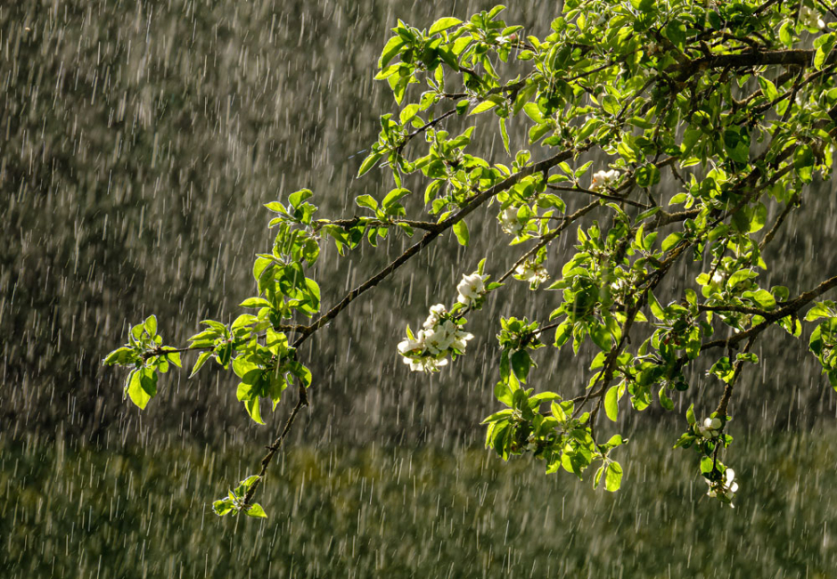 Rain falling on apple tree blossoming.