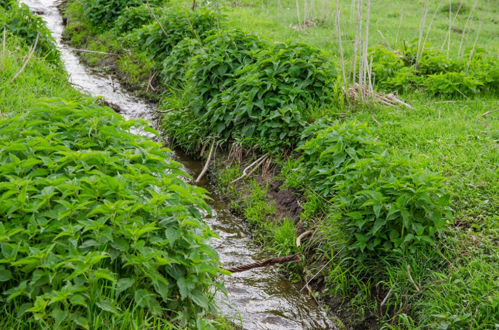 Small raving with a stream lined with native plants.