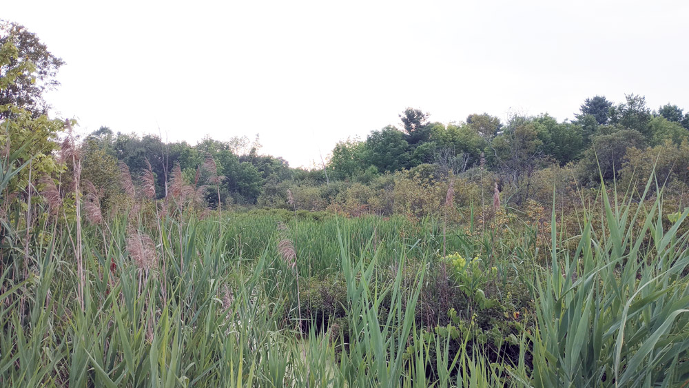 Phragmites, tall grasses, cattails and standing water in wetland area.