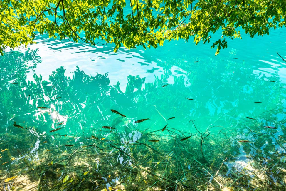 View of fish and underwater plants at bottom of lake.