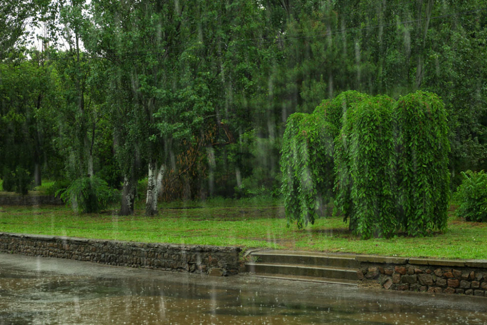 Heavy pouring rain on green trees, grass, and collecting on the paved road.