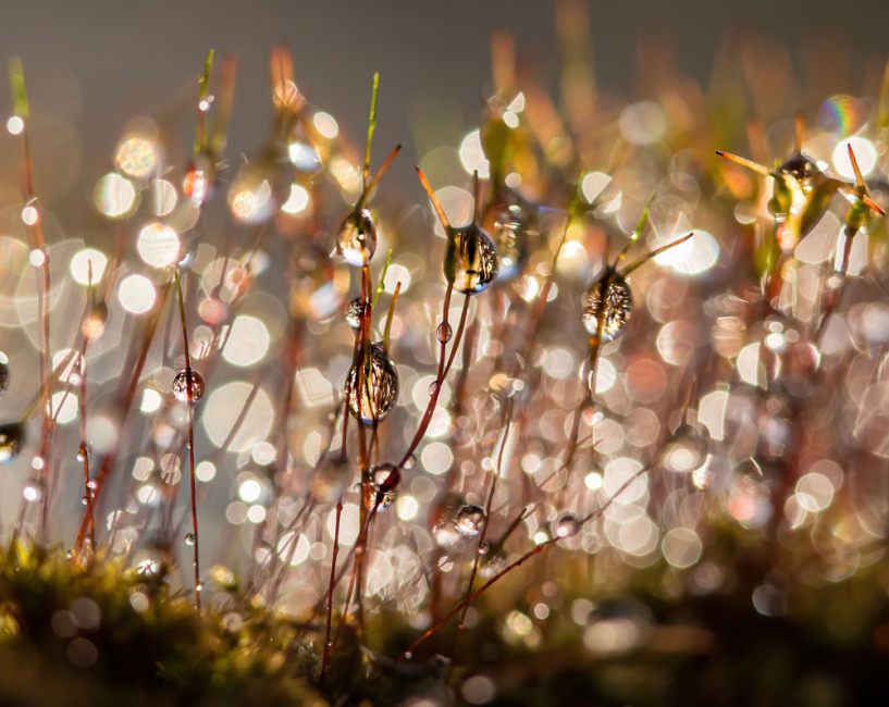 Water droplets clinging to sides of blades of grass.