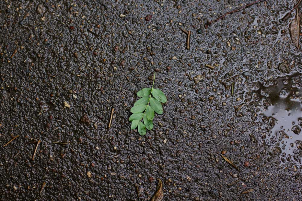 Very wet soil after rain event.