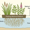 Floating Wetlands: A Versatile Tool for Cleaner Water and Healthier Urban Ecosystems
