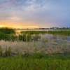 What Are Constructed Wetlands?