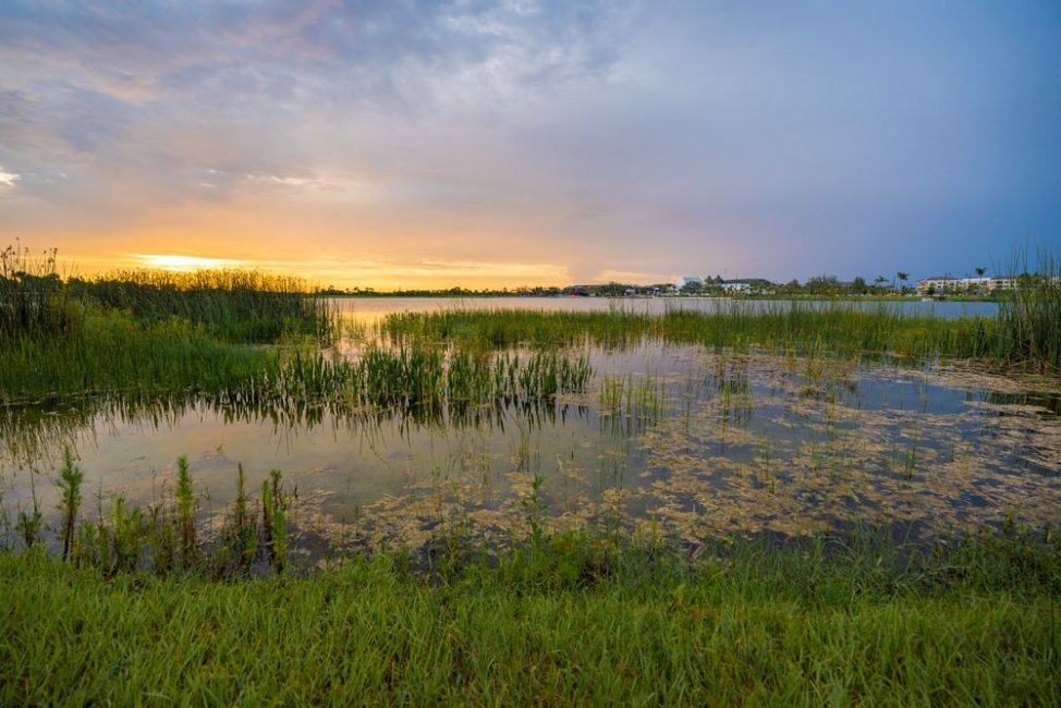 What Are Constructed Wetlands?
