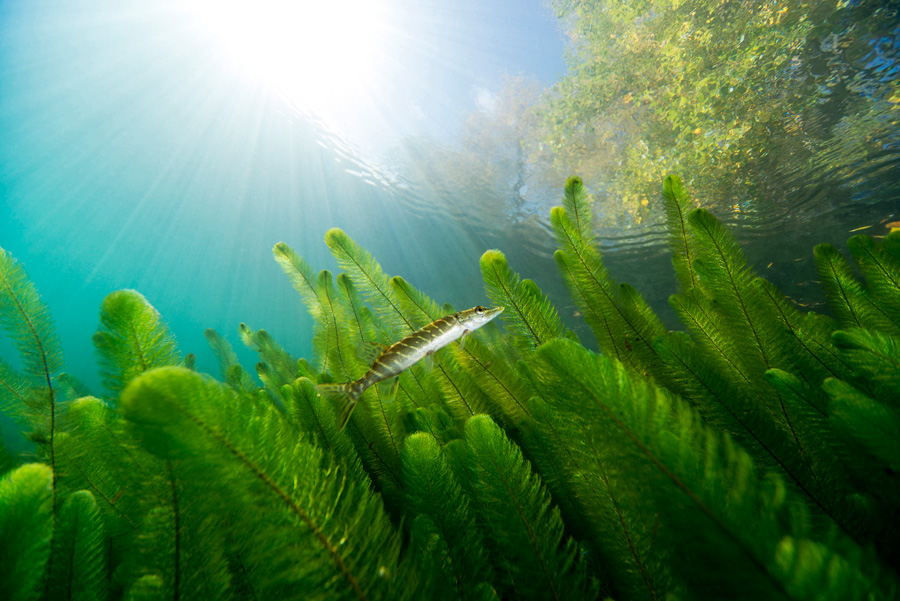 Small northern pike fish swimming through eurasian milfoil
