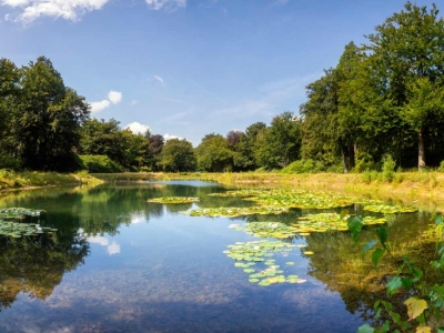 Restoring Riparian Corridors: Proven Techniques for Healthy Waterways