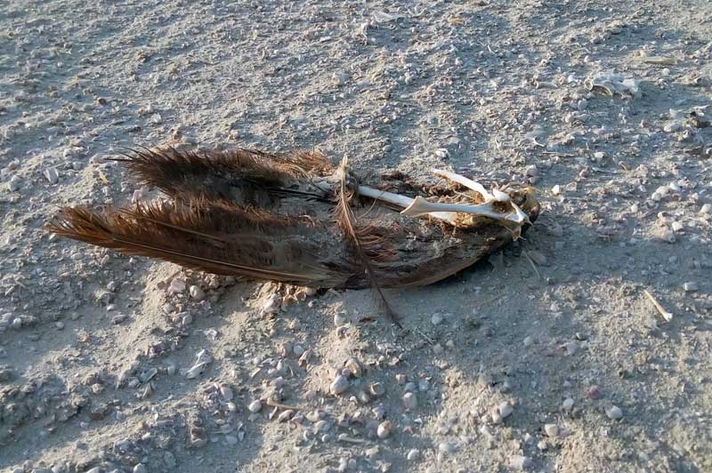 Dead bird on Salton Sea