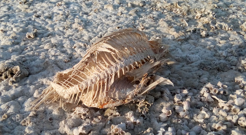 Fish skeleton at Salton Sea