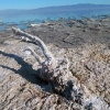 The Life and Death of the Salton Sea