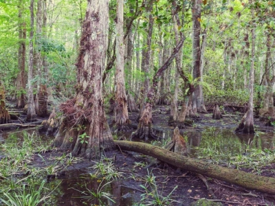 Safeguarding Hydric Soils from Stormwater Runoff