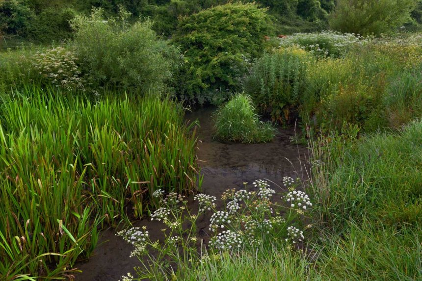 Key Design Elements of a Rain Garden and Why They Matter