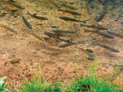 Recognizing Early Signs of Habitat Disruption Around Drainage Structures