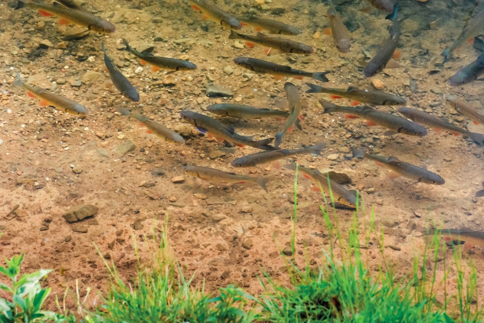 Recognizing Early Signs of Habitat Disruption Around Drainage Structures