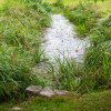 Vegetation Management Around Culverts: Balancing Access with Ecosystem Health