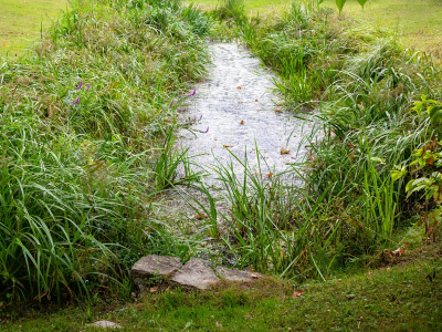 Vegetation Management Around Culverts: Balancing Access with Ecosystem Health