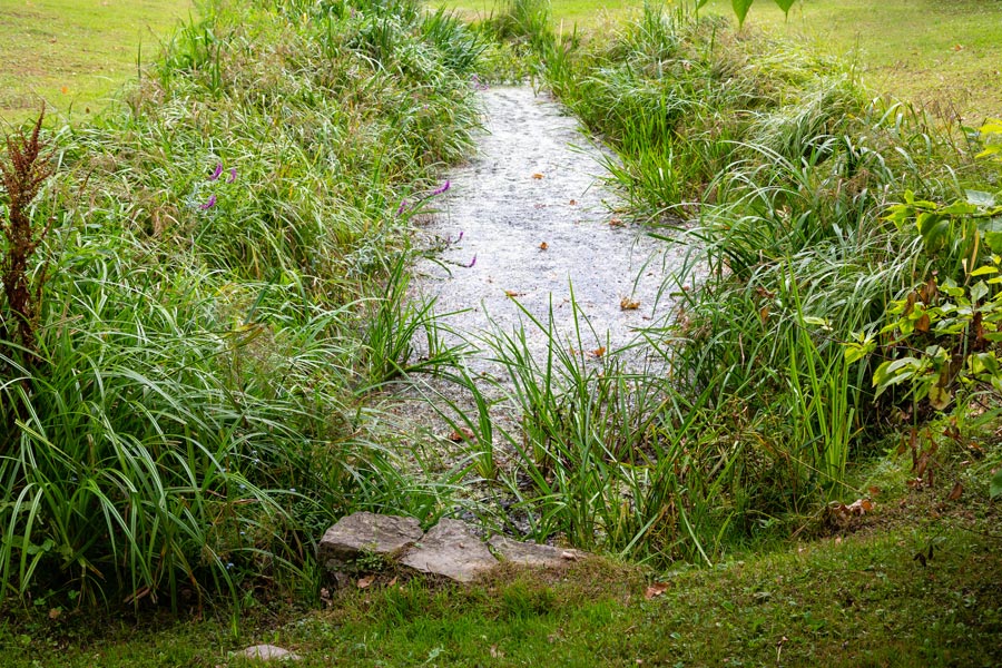 Vegetation Management Around Culverts: Balancing Access with Ecosystem Health